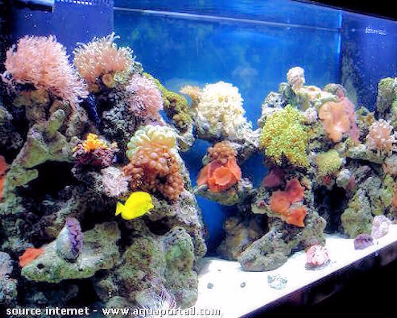 aquarium marin