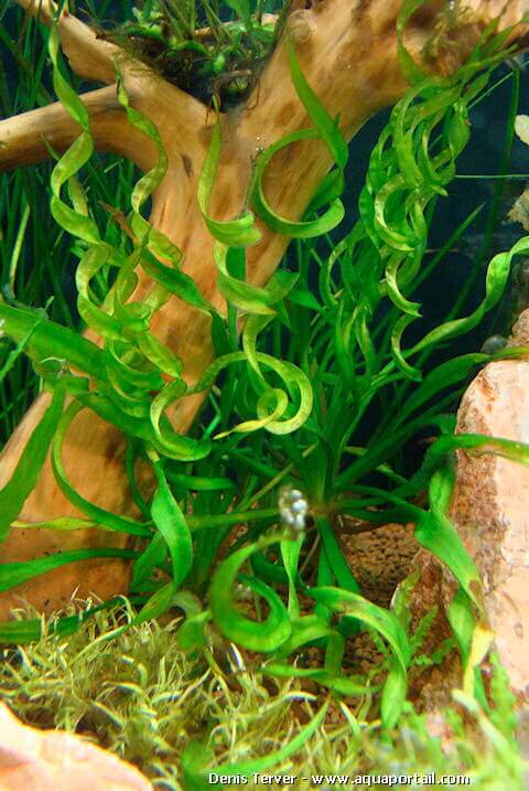 vallisneria