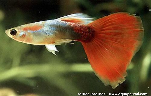 guppy mâle