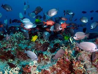 Poissons de Papahanaumokuakea � Hawa�