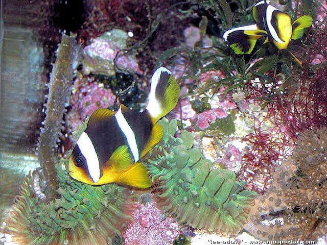 Amphiprion allardi dans une anémone de substitution, Rhodactis sanctithomae