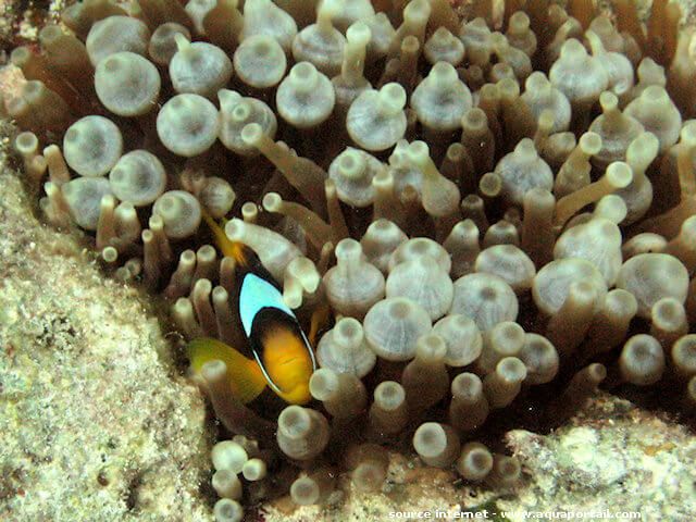 Amphiprion allardi dans une anémone Entacmaea quadricolor en milieu naturel