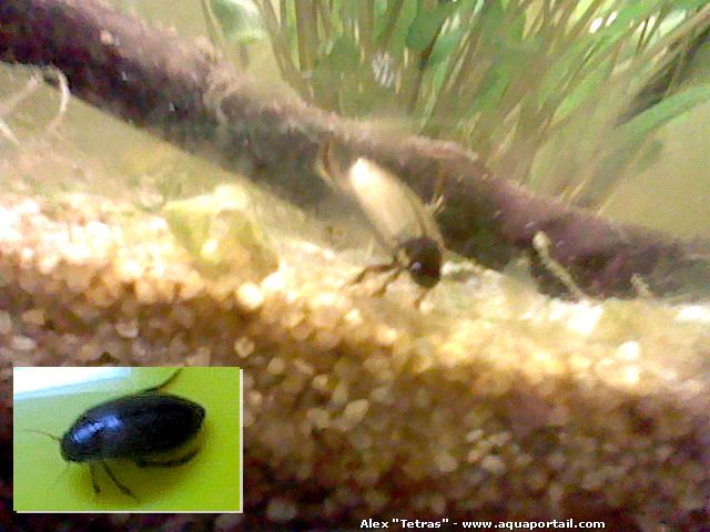 dytique Cybister lateralimarginalis en aquaterrarium