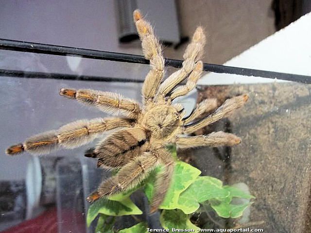 mygale Psalmopoeus cambridgei