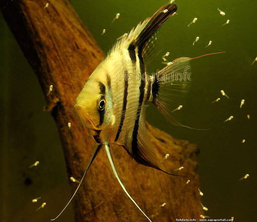 [Obrazek: pterophyllum-leopoldi-alevins.jpg]