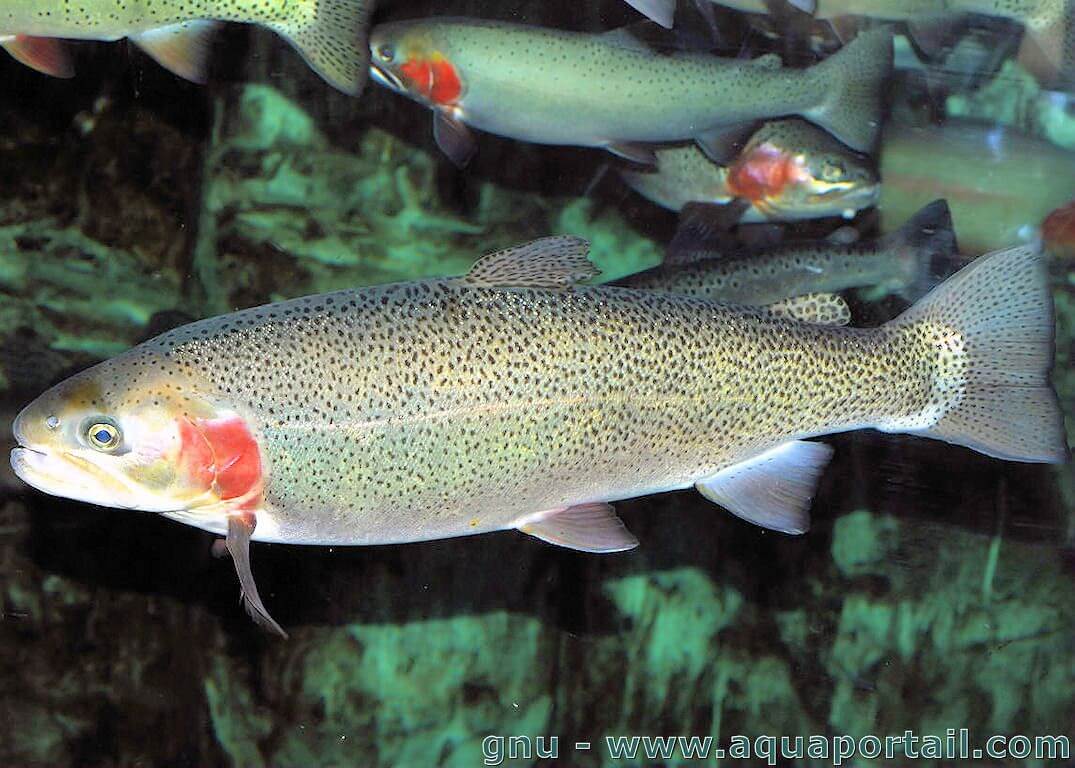 Oncorhynchus mykiss (Truite arcenciel) AquaPortail