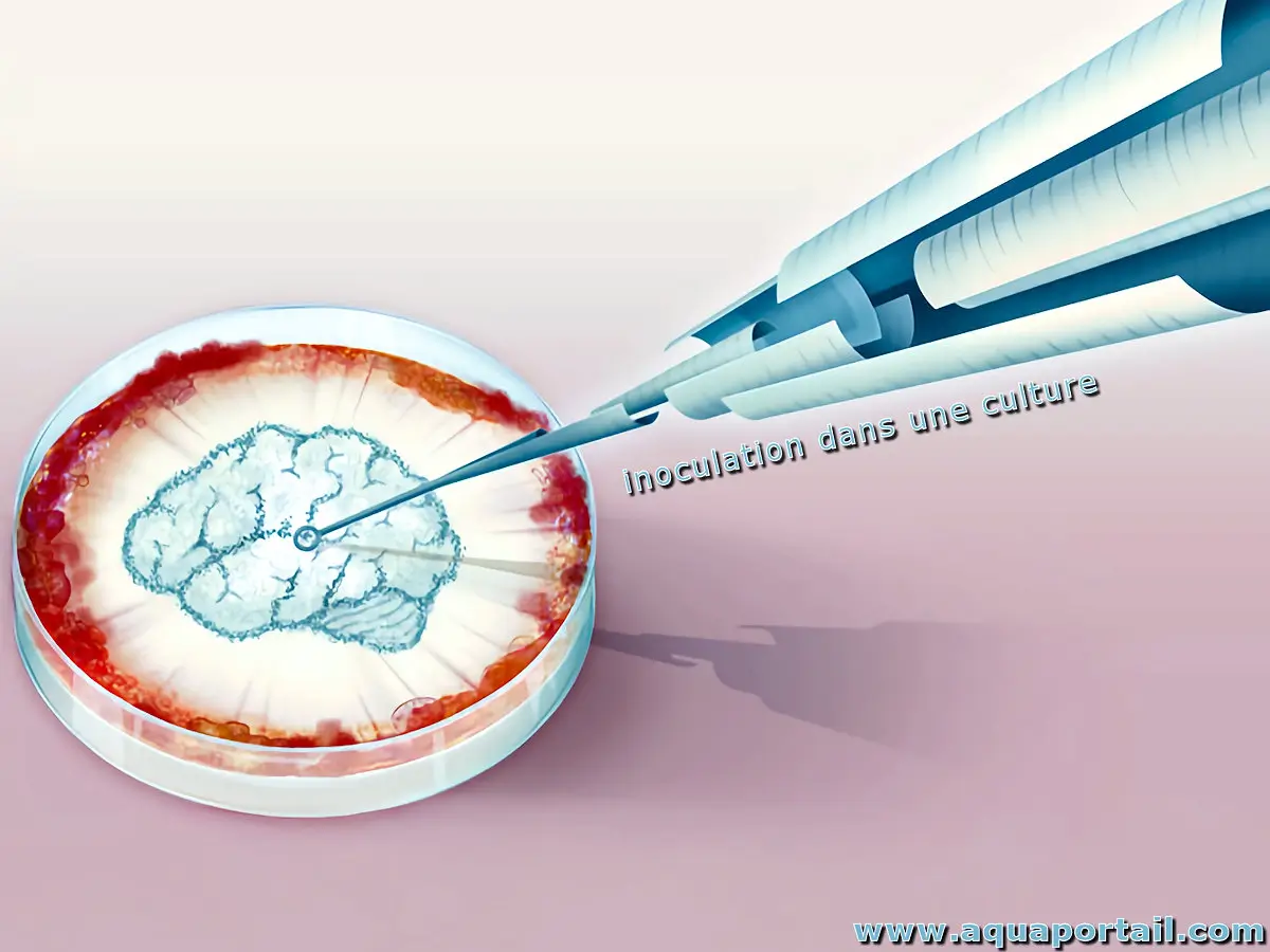 inoculation