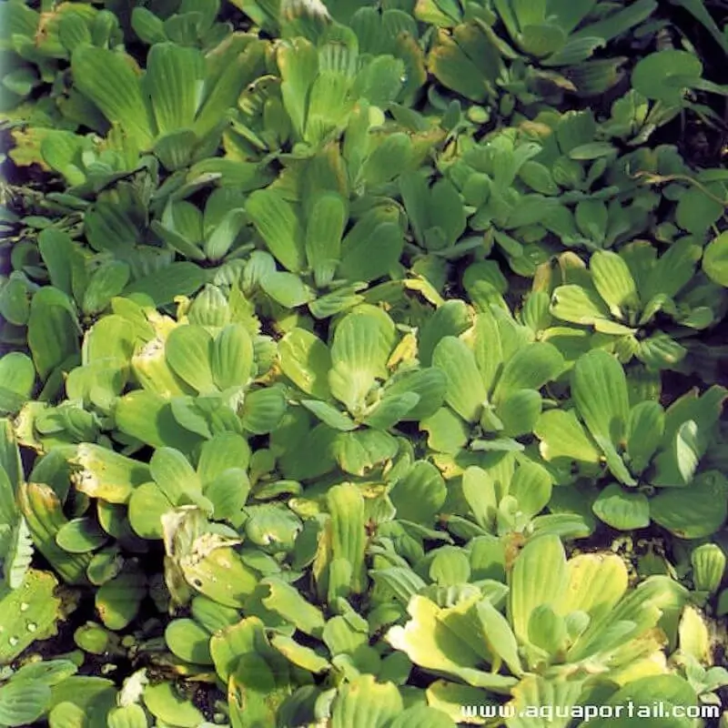 Pistia stratiotes