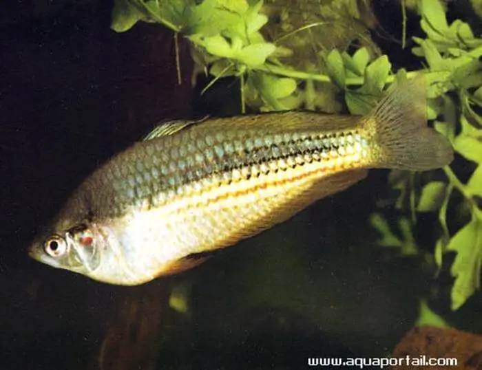 Nematocentris fluviatilis