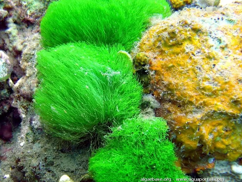 Chlorodesmis fastigiata