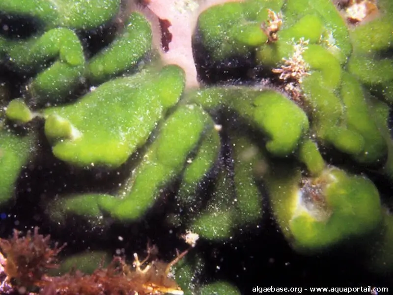 Codium arabicum