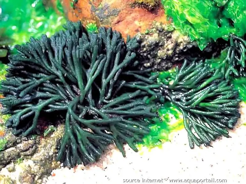 Codium fragile
