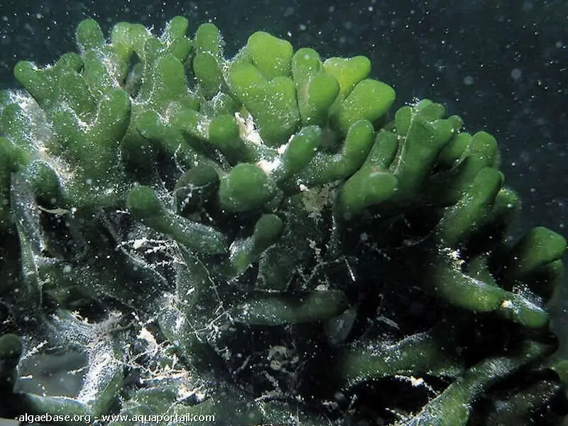 Codium geppiorum