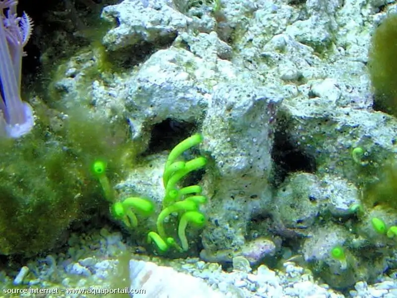 Neomeris annulata