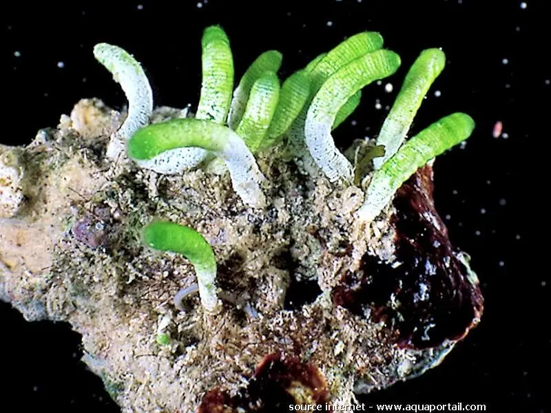 Neomeris vanbosseae
