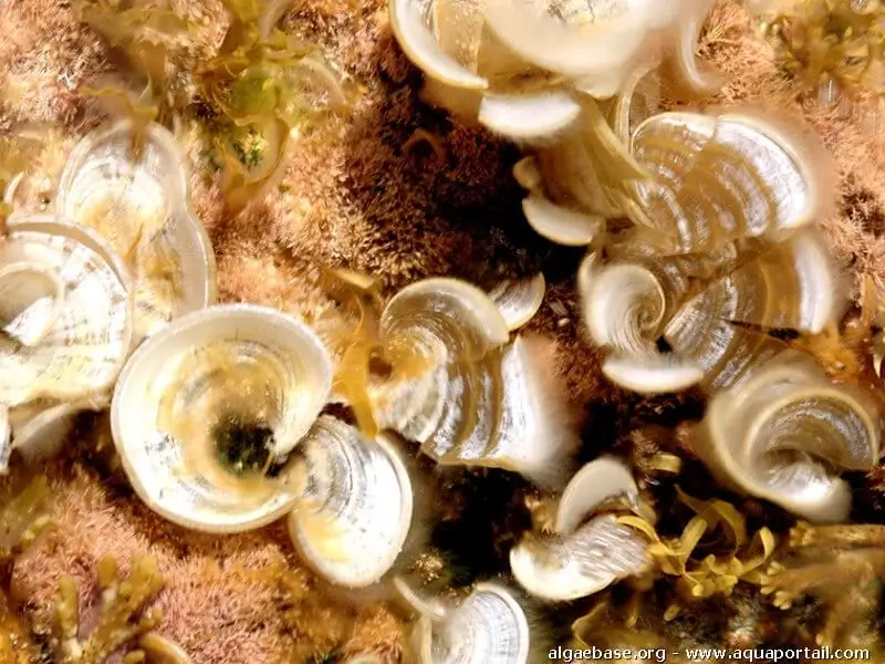 Padina pavonica