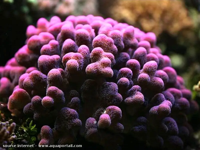 stylophora pistillata Stylophora pistillata