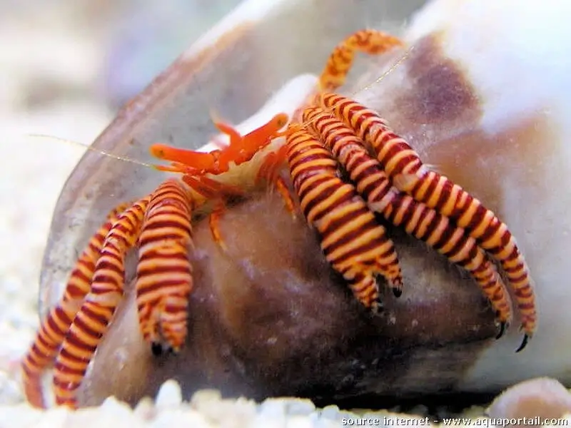 bernard l'ermite Ciliopagurus strigatus