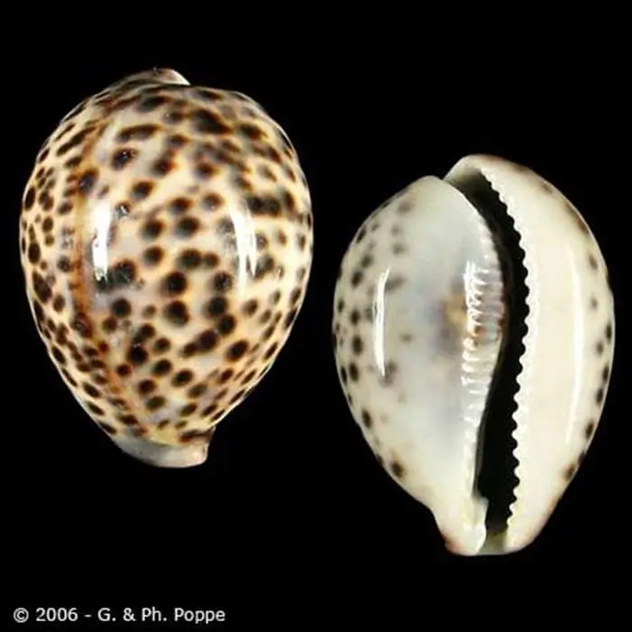 Cypraea tigris Cypraea tigris