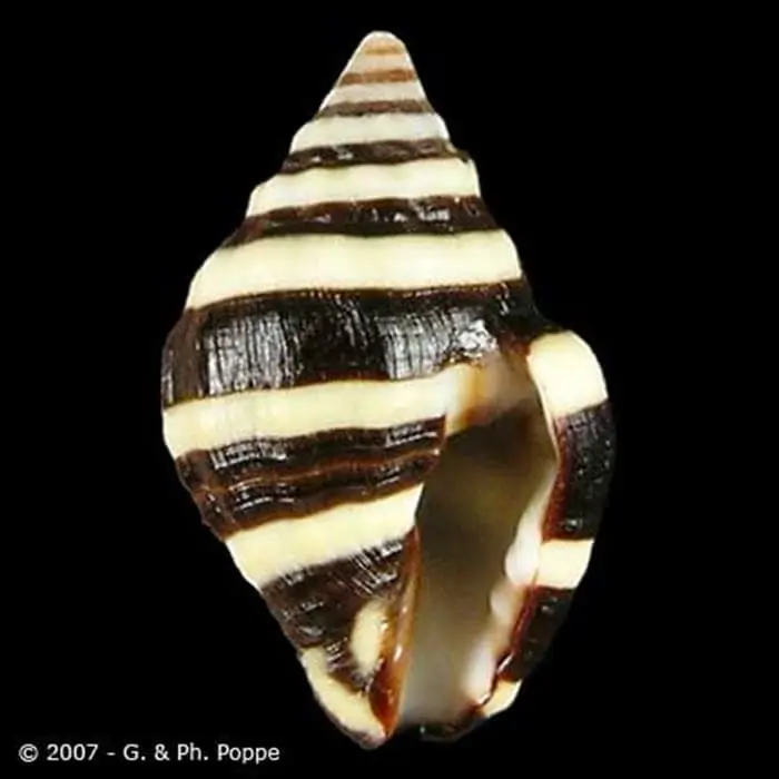 Engina mendicaria Engina mendicaria