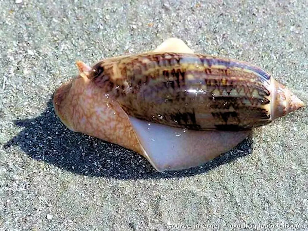 oliva sayana Oliva sayana