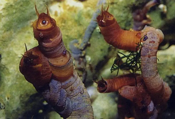 Petaloconchus erectus Petaloconchus erectus