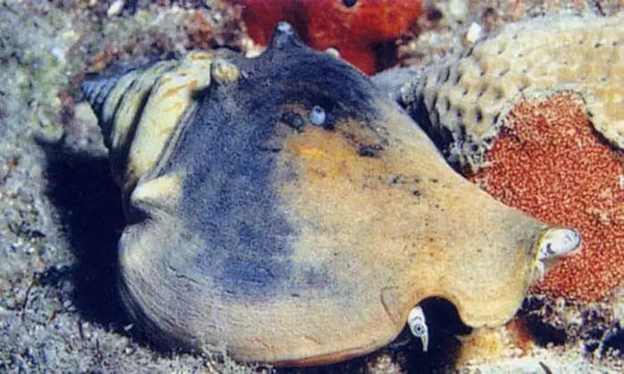 Strombus alatus Strombus alatus