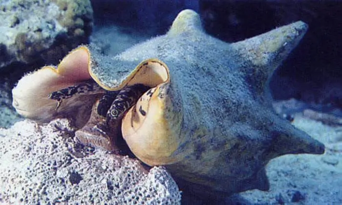 Strombus gigas Strombus gigas