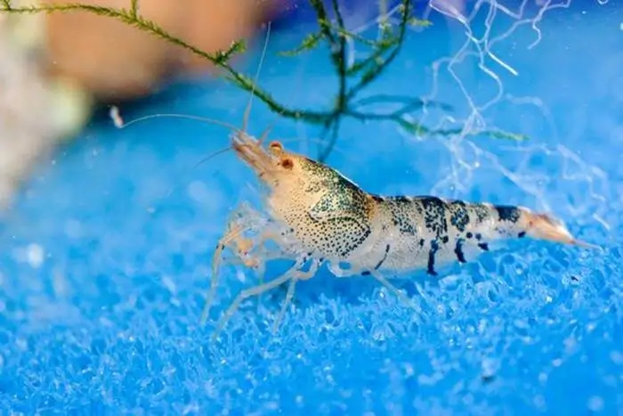 Caridina bee Caridina bee