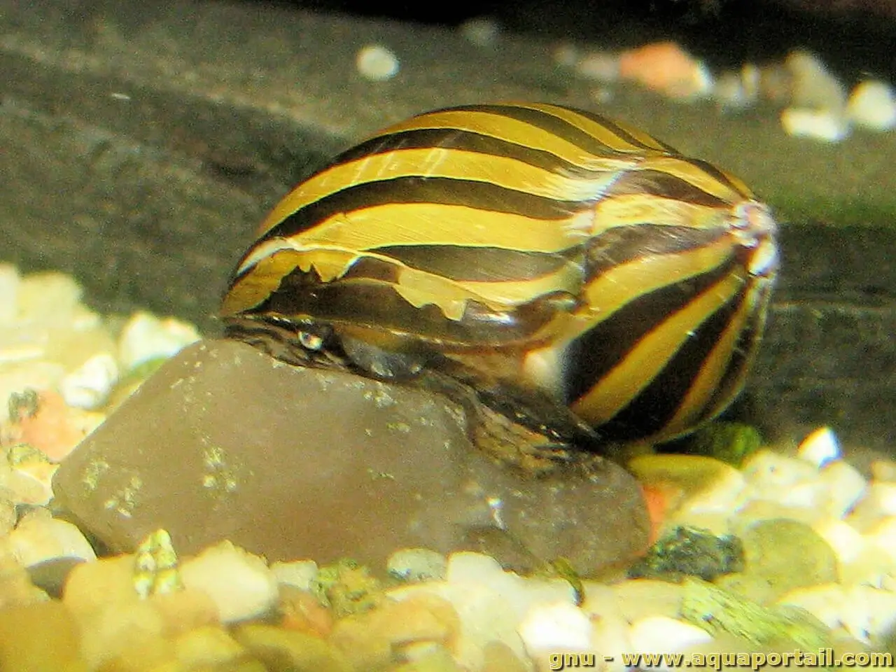 Neritina natalensis Neritina natalensis