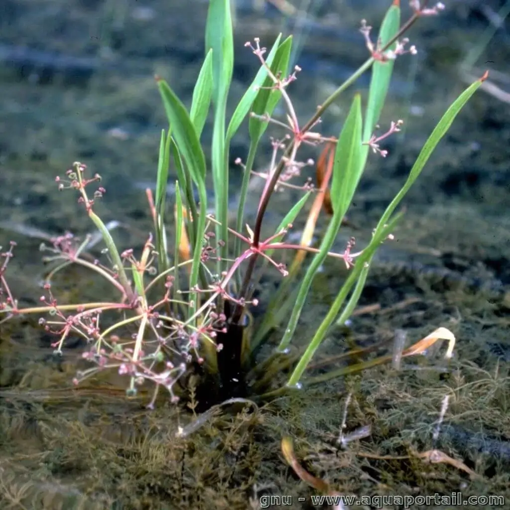 Alisma gramineum