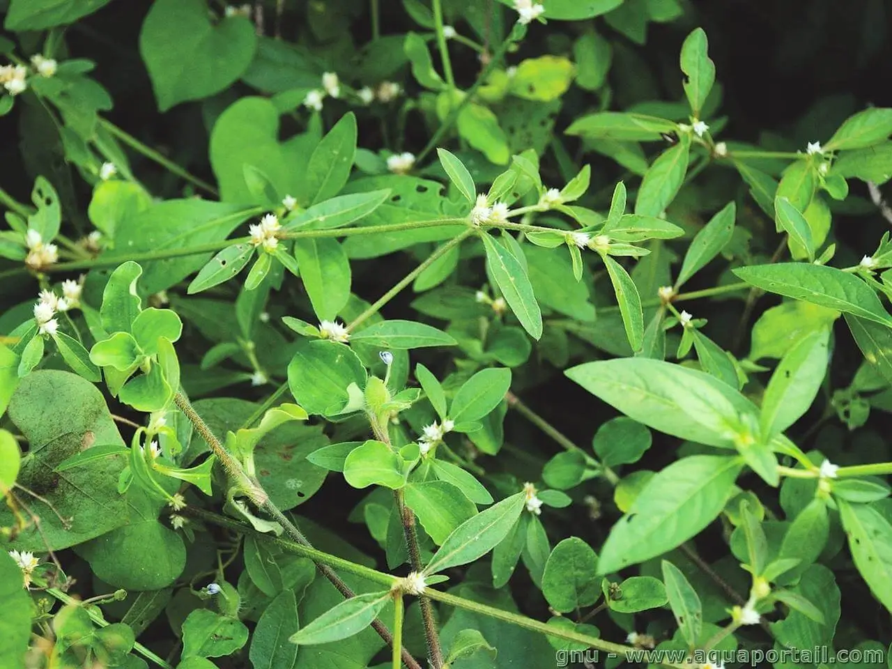 Alternanthera sessilis