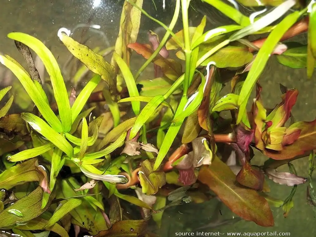 Ammannia gracilis