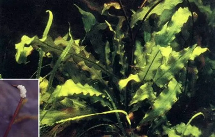 Aponogeton rigidifolius Aponogeton rigidifolius