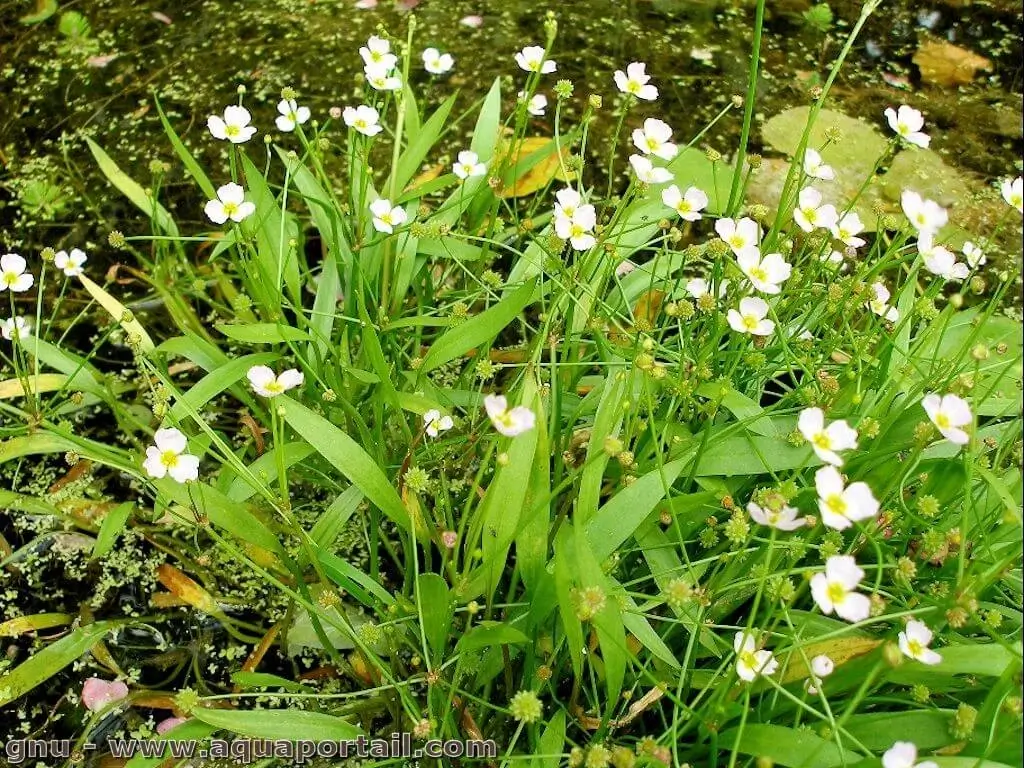Baldellia ranunculoides Baldellia ranunculoides