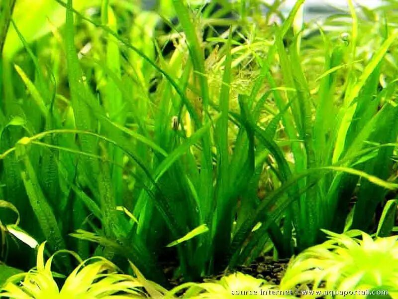 blyxa novoguineensis Blyxa novoguineensis