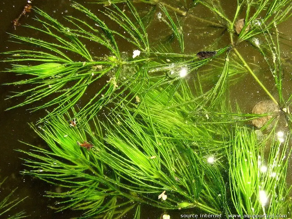 Ceratophyllum demersum Ceratophyllum demersum