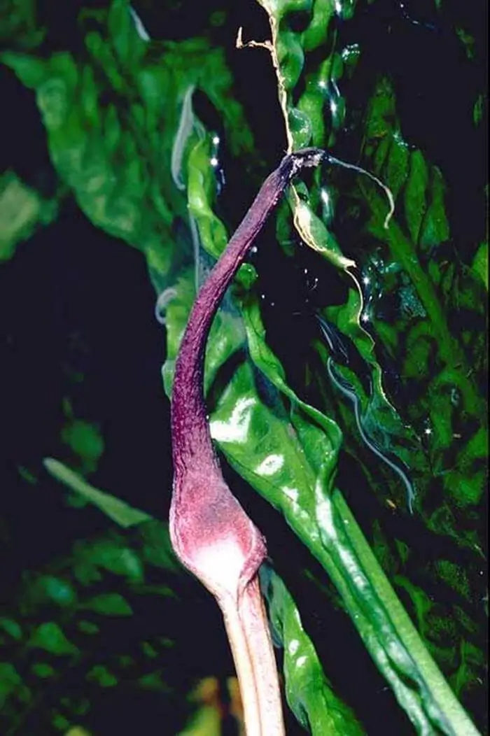 Cryptocoryne aponogetifolia Cryptocoryne aponogetifolia