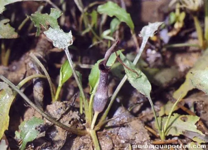 Cryptocoryne auriculata Cryptocoryne auriculata