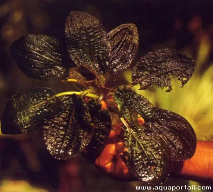 Cryptocoryne bogneri Cryptocoryne bogneri