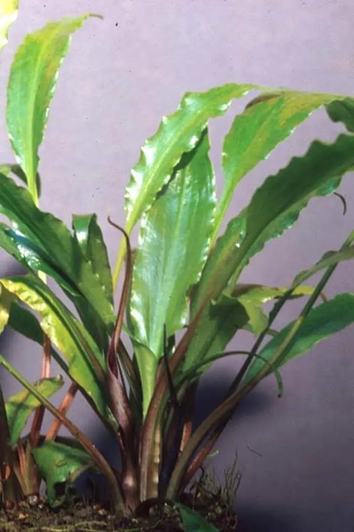 Cryptocoryne cognata Cryptocoryne cognata