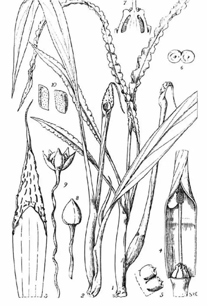 Cryptocoryne consobrina Cryptocoryne consobrina