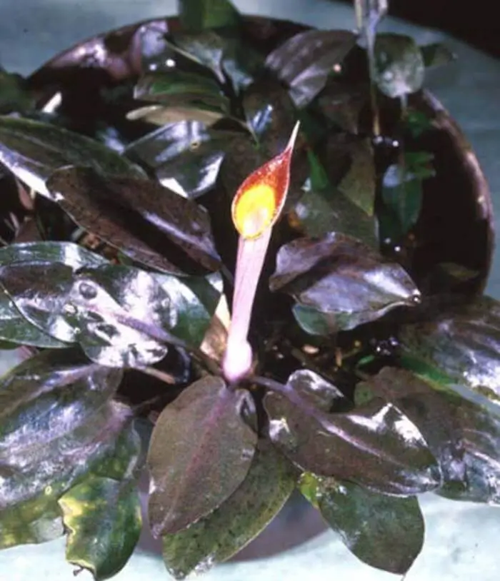 Cryptocoryne cordata Cryptocoryne cordata
