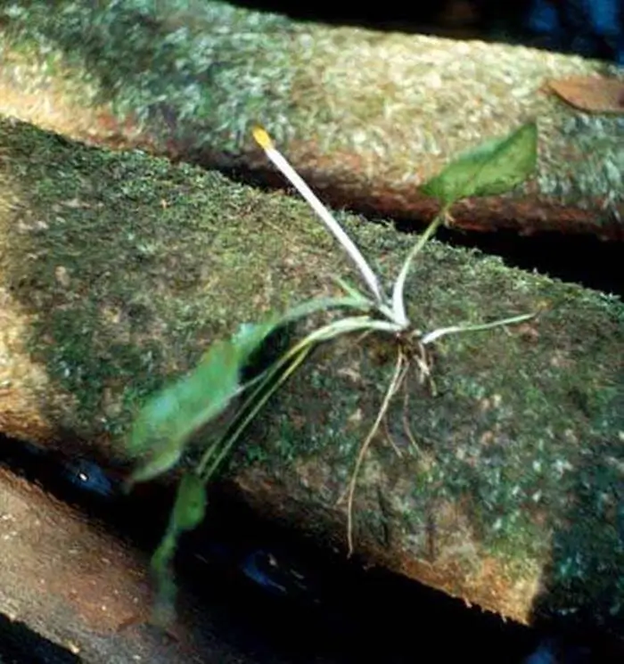 Cryptocoryne cordata Cryptocoryne cordata
