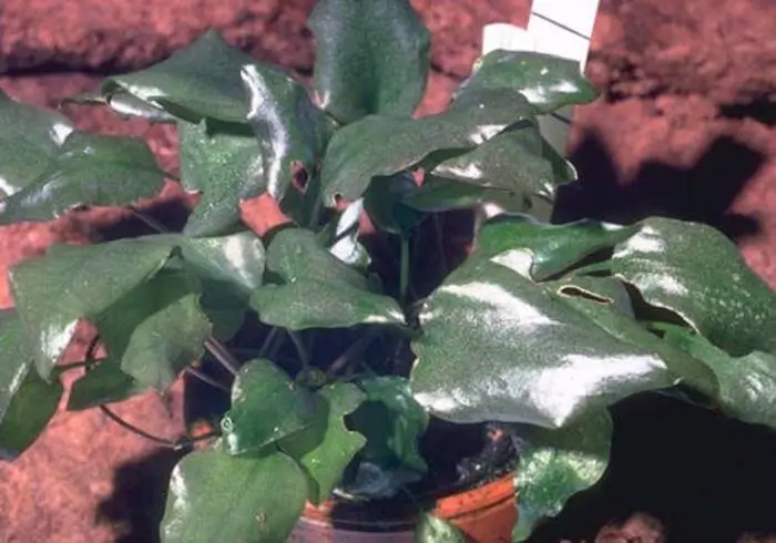 Cryptocoryne cordata Cryptocoryne cordata