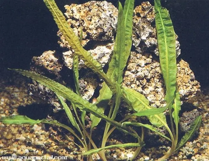 Cryptocoryne crispatula Cryptocoryne crispatula