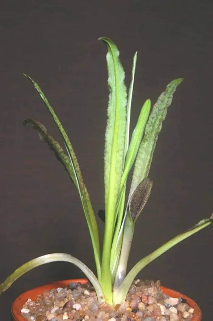 Cryptocoryne cruddasiana Cryptocoryne cruddasiana