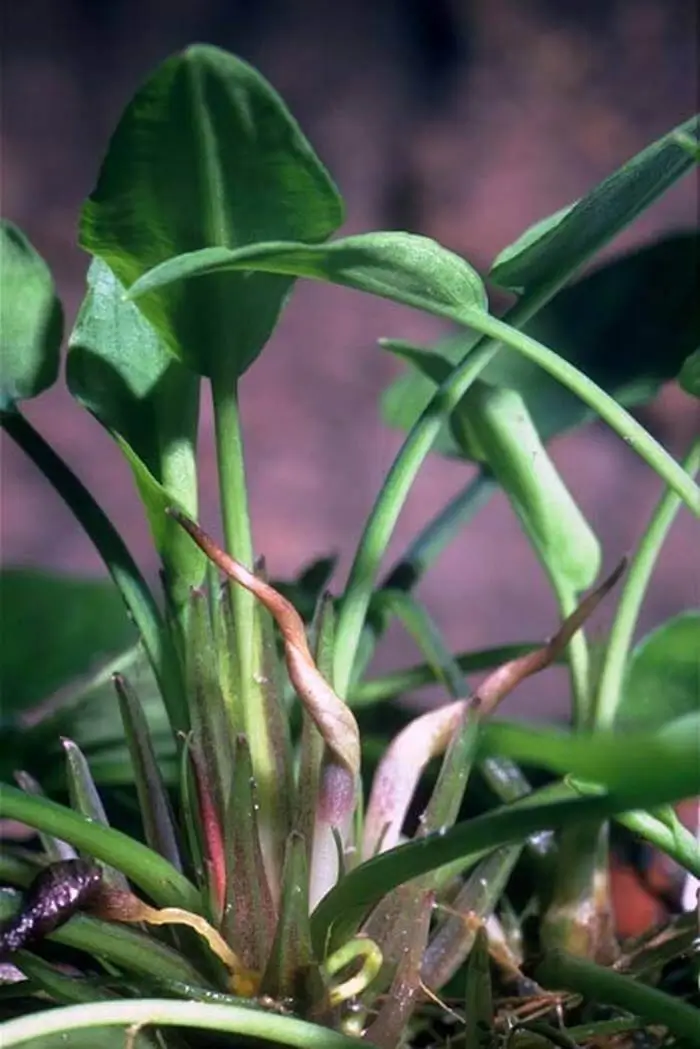 Cryptocoryne elliptica Cryptocoryne elliptica
