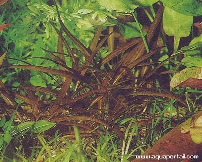 Cryptocoryne minima Cryptocoryne minima