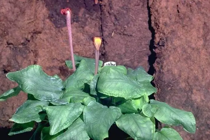 Cryptocoryne pallidinervia Cryptocoryne pallidinervia